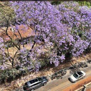 Jacaranda